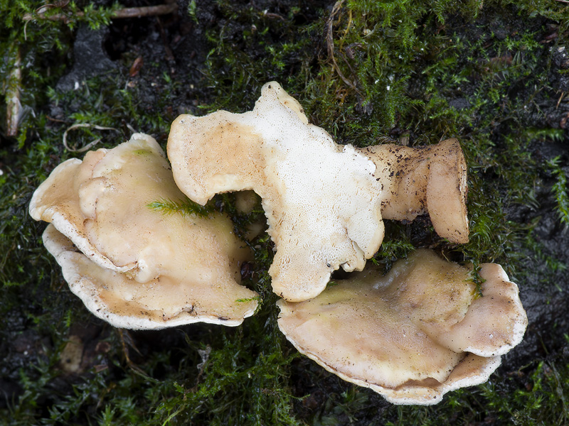 Loweomyces fractipes